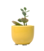 Succulent Cup Planter 2"