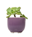 Succulent Cup Planter 2"