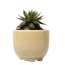 Succulent Cup Planter 2"