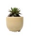 Succulent Cup Planter 2"