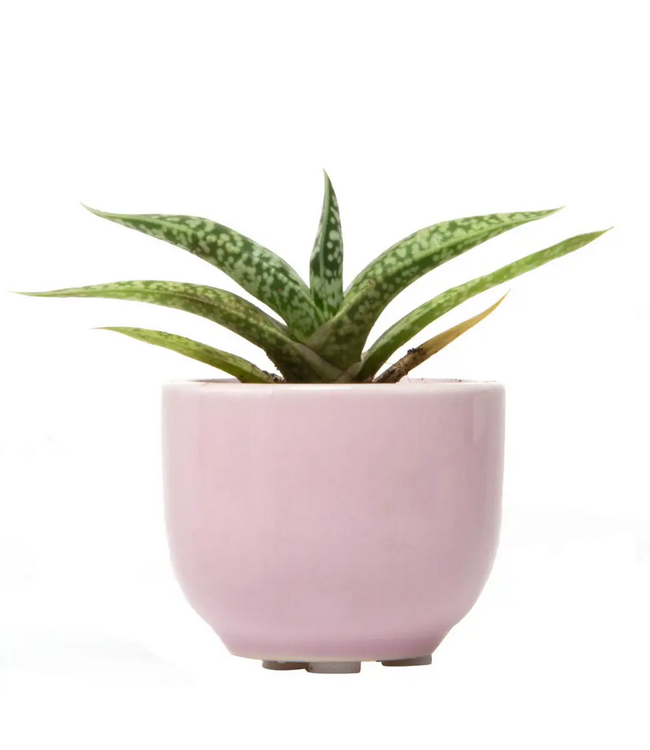 Succulent Cup Planter 2"