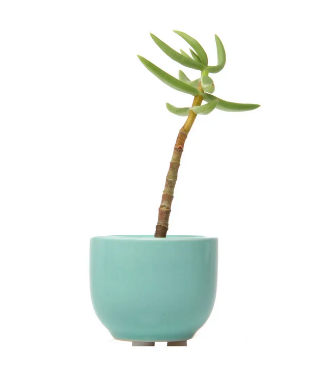 Succulent Cup Planter 2"