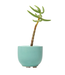 Succulent Cup Planter 2"