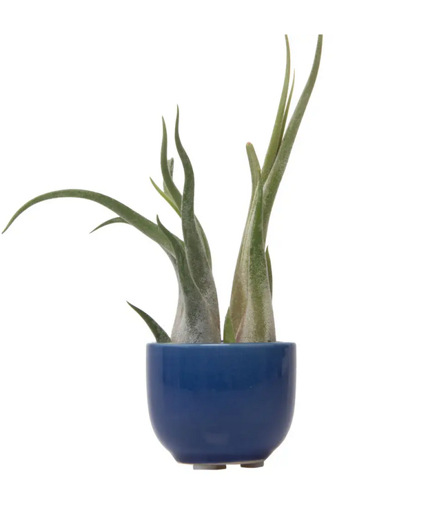 Succulent Cup Planter 2"