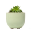 Succulent Cup Planter 2"