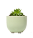 Succulent Cup Planter 2"