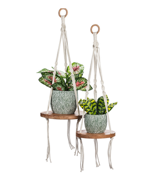 Abbott Macrame Plant Holder With Wood Base