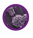 GIANT microbes - Bladder Cancer
