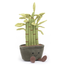 Amuseable Potted Bamboo
