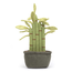Amuseable Potted Bamboo