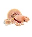 GIANT microbes - Crab Louse Plush