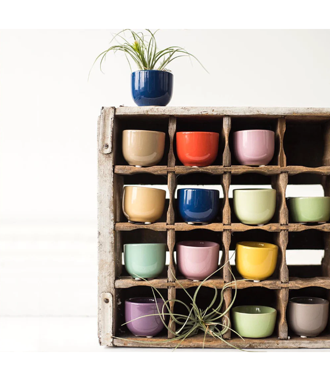 Succulent Cup Planter 2"