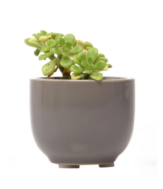 Succulent Cup Planter 2"