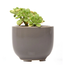 Succulent Cup Planter 2"