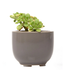 Succulent Cup Planter 2"