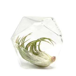 Chive Crystal Air Plant Holder