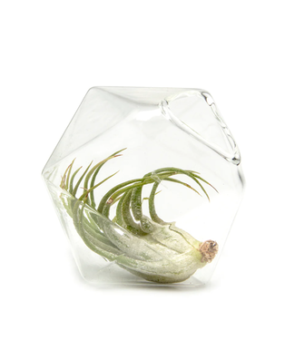 Chive Crystal Air Plant Holder Chive Crystal Air Plant Holder