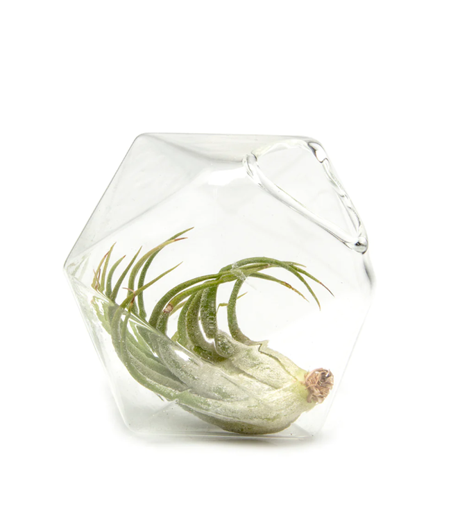 Crystal Air Plant Holder