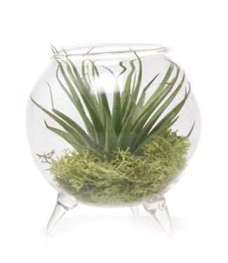 Chive 3" Single Glass Terrarium