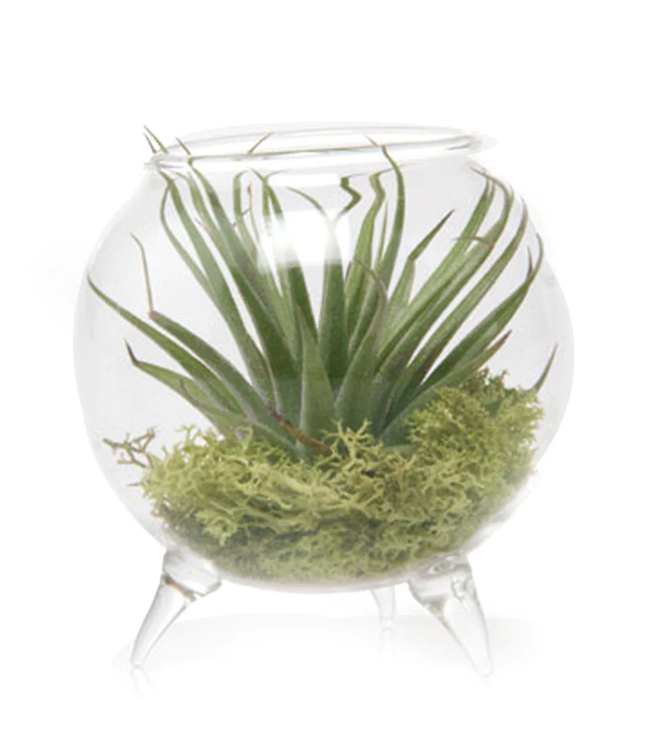 3" Single Glass Terrarium