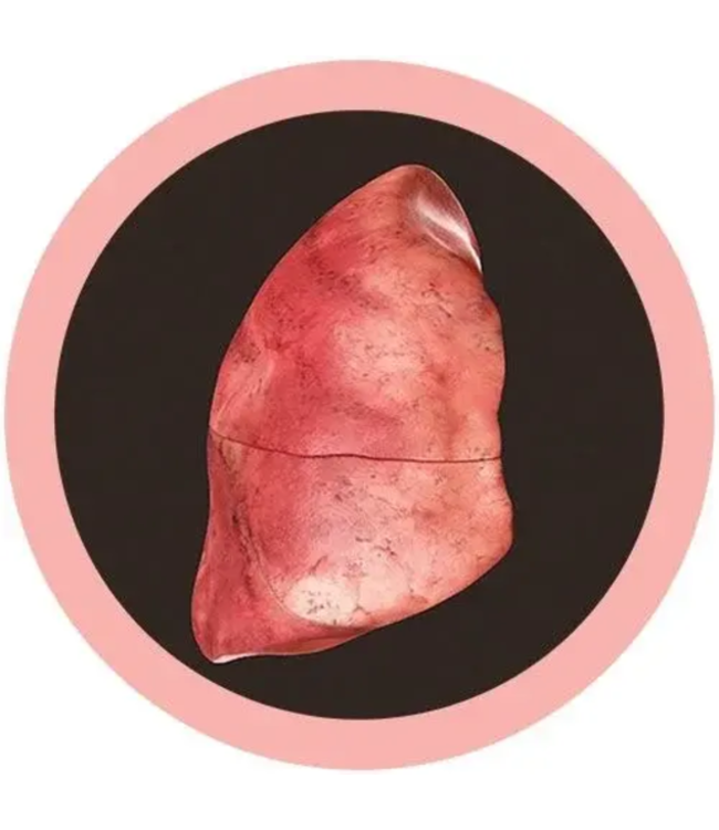 The Big Wheeze: Giant Microbes Lung Plush