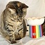 Rainbow Elevated Cat Bowl: Stylish and Functional Feeding Solution