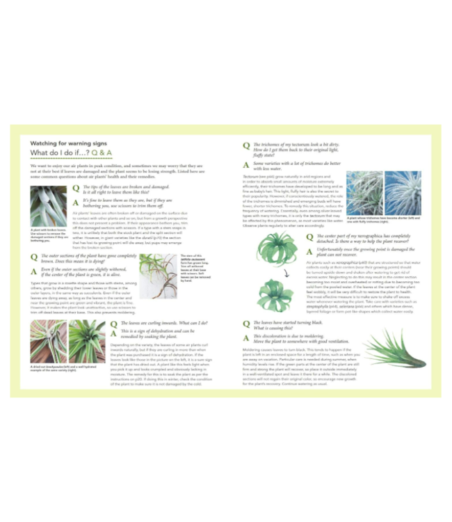 Living With Air Plants Book