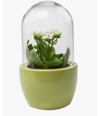 Chive Pill Glass Terrarium Jar For Succulents-Green