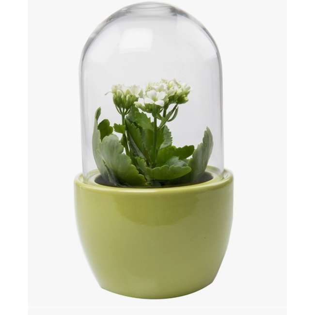 Pill Glass Terrarium Jar For Succulents-Green