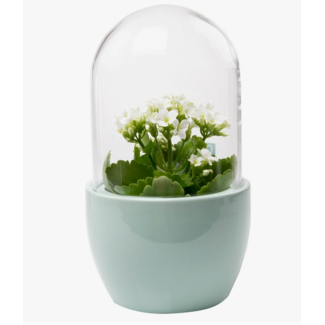 Chive Pill Glass Terrarium Jar For Succulents- Mint