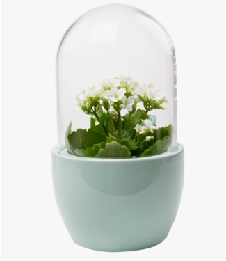 Chive Pill Glass Terrarium Jar For Succulents- Mint