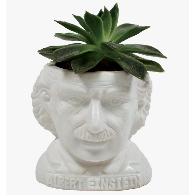Albert Einstein Planter Bust