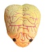 Giant Microbes Deluxe Anxiety Educational Plush: Confront Your Fears!