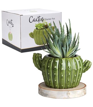 Streamline Cactus Planter