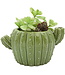 Cactus Planter