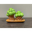 Grove Tree Salt and Pepper Set with Plate