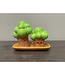 Grove Tree Salt and Pepper Set with Plate