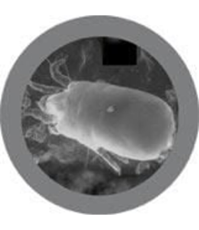 Dust Mite Educational Plush: Learn About Allergens!
