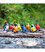 Collection of Mini Garden Birds: Adorable Avian Decor Set