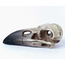Alchemy's Small Raven Skull: Intriguing Decorative Accent