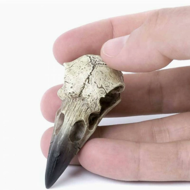 Alchemy's Small Raven Skull: Intriguing Decorative Accent