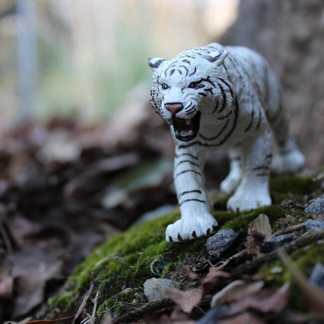 White Bengal Tiger