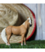 Palomino Mare