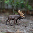 Moose Toy Figurine