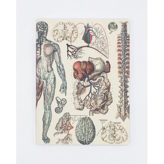 Cognitive Surplus Vascular Anatomy Soft Journal - Lined
