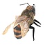 Folkmanis Puppets Mini Bee Finger Puppet: Adorable Interactive Plush Toy