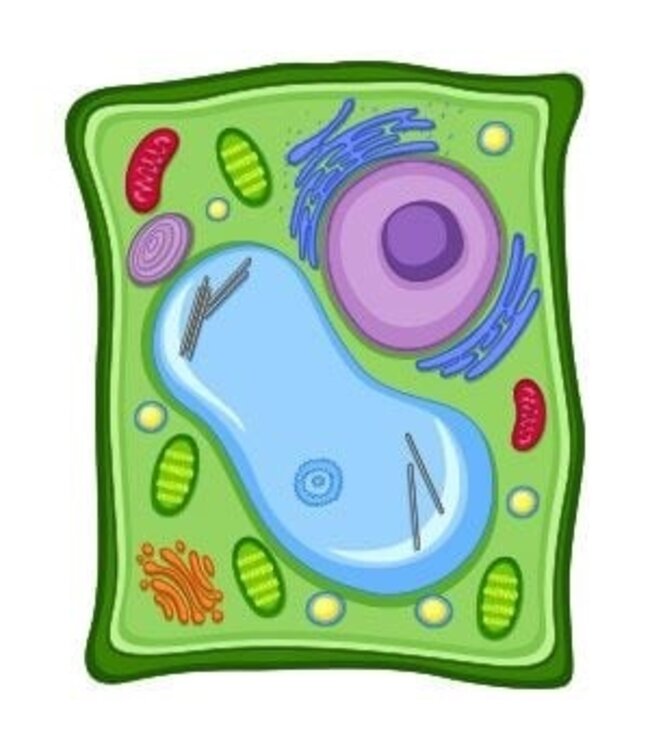 Giant Microbes Plant Cell Plush: Explore Plant Biology!