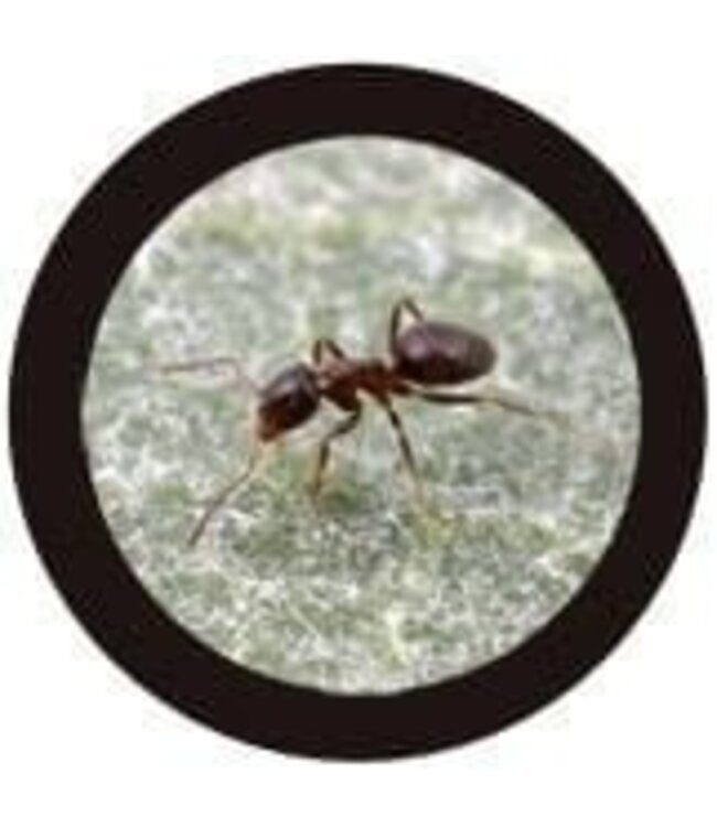 Giant Microbes Black Ant Plush - Because Even Ants Need Hugs!