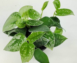 Philodendron Pictus Silver Stain