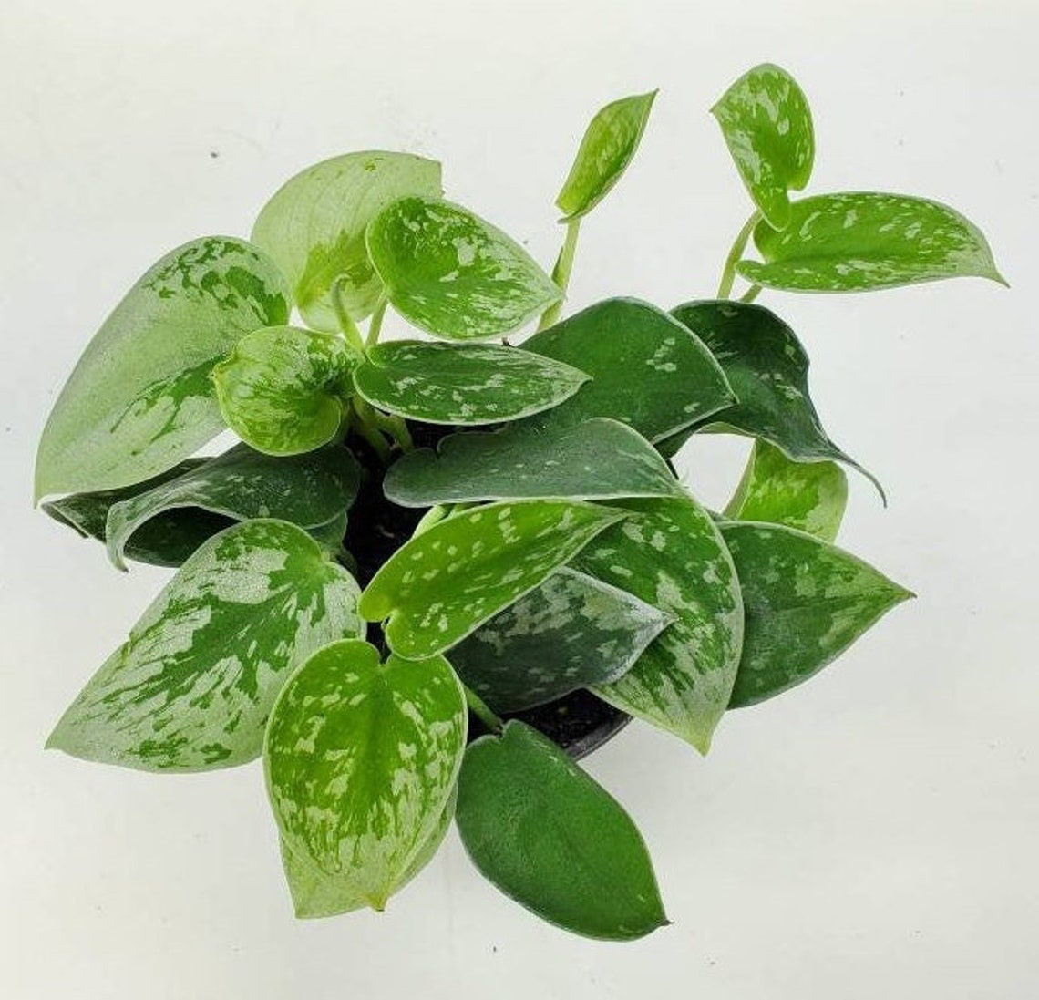 Philodendron Pictus Silver Stain